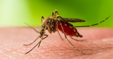 Stire din Social : Șapte cazuri confirmate de infecție cu virusul West Nile. Recomandările făcute de INSP
