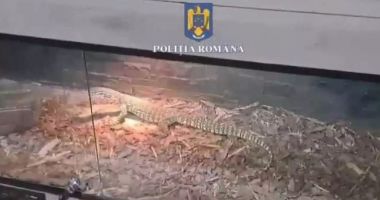 Stire din Eveniment : Șerpi, tarantule și scorpioni, găsite în apartamentul unui român. Explicația tânărului a șocat autoritățile