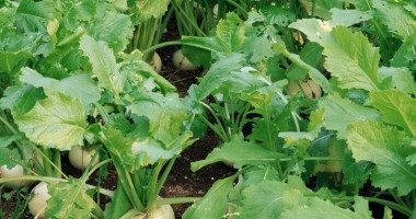 Stire din Economie : Află câți bani primesc agricultorii pentru suprafețele cultivate cu in, hamei, tutun și sfeclă de zahăr