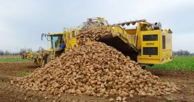 Stire din Economie : Sfecla de zahăr va fi cultura vedetă în acest an