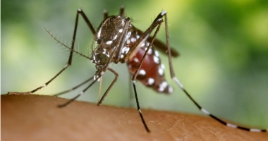 Stire din Sănătate : ALARMANT / VIRUSUL ZIKA / Niciun vaccin nu va fi disponibil, până în 2020, pentru femeile care vor copii