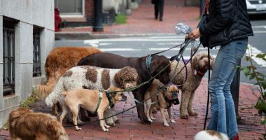 Stire din Social : Joburi de Sărbători. Ce salariu poți obține ca supraveghetor de animale de companie
