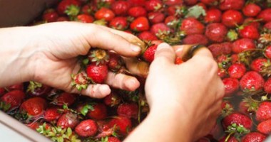 Stire din Cetățenești : Cum se spală corect căpșunile