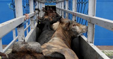 Stire din Economie : Situație critică pe două nave încărcate cu vite