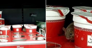 Stire din Social : VIDEO. ȘOARECE FILMAT ÎN TIMP CE MIȘUNA PRINTRE CUTIILE CU IAURT, ÎN SUPERMARKET