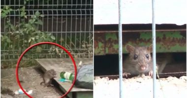 Stire din Actualitate : Șobolanii au invadat Ploieștiul! Oamenii cer autorităților măsuri urgente