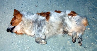 IMAGINILE GROAZEI: Cruzime fără margini! Câini omorâți și aruncați la marginea Constanței - 2
