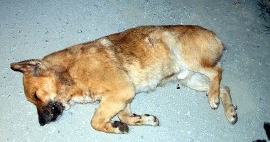 IMAGINILE GROAZEI: Cruzime fără margini! Câini omorâți și aruncați la marginea Constanței - 4