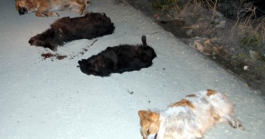 IMAGINILE GROAZEI: Cruzime fără margini! Câini omorâți și aruncați la marginea Constanței - 5