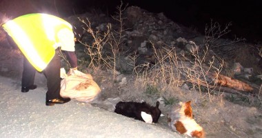 IMAGINILE GROAZEI: Cruzime fără margini! Câini omorâți și aruncați la marginea Constanței - 7