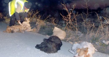 IMAGINILE GROAZEI: Cruzime fără margini! Câini omorâți și aruncați la marginea Constanței - 8