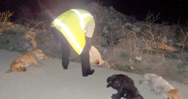 IMAGINILE GROAZEI: Cruzime fără margini! Câini omorâți și aruncați la marginea Constanței - 9