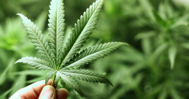 Stire din Actualitate : Elveția dă tonul în Europa: au aprobat legalizarea canabisului