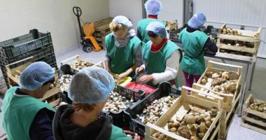 Stire din Social : Locuri de muncă disponibile în străinătate prin rețeaua EURES