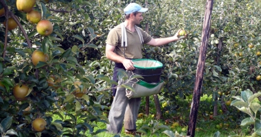 Stire din Social : Spaniolii vor români care să culeagă și să le ambaleze fructele
