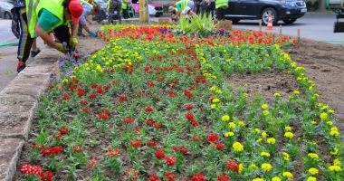 Jardinierele din municipiul Constanța se umplu de flori multicolore