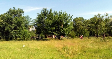 Primăria Constanța se luptă cu căpușele și insectele din oraș și din Mamaia - 2