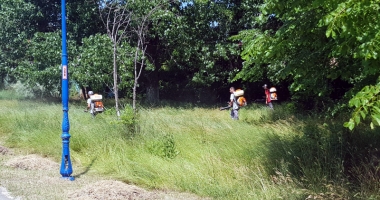 Primăria Constanța se luptă cu căpușele și insectele din oraș și din Mamaia - 4