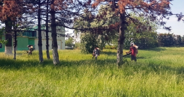 Primăria Constanța se luptă cu căpușele și insectele din oraș și din Mamaia - 5