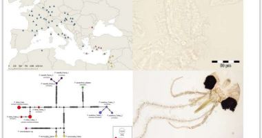 Stire din Actualitate : Cercetătorii au descoperit o nouă specie de insectă, pe care au botezat-o după numele Simonei Halep