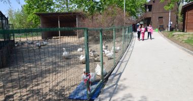 Stire din Social : Spiriduşii lui Moş Crăciun ajung şi la Microrezervaţia din Constanţa
