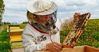 Stire din Economie : Măsuri de sprijin pentru apicultori. Care este cuantumul ajutorului