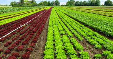 Stire din Economie : Sprijin european pentru dezvoltarea producției agricole ecologice