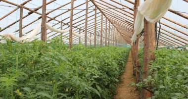 Stire din Economie : Sprijin financiar excepțional  pentru producătorii de fructe și legume