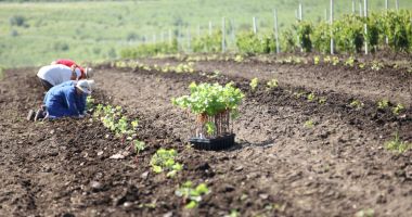Stire din Economie : Sprijin financiar pentru producătorii din sectorul viticol