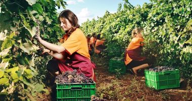 Stire din Economie : Cultivatorii de struguri de masă primesc sprijin financiar