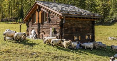Stire din Economie : Sprijin financiar pentru investițiile agro-alimentare din zona montană