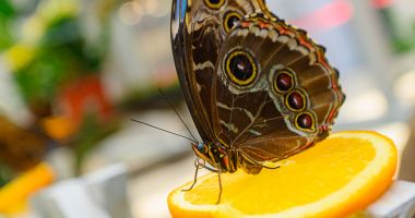 City Park Mall Constanța revine cu două expoziții spectaculoase: fluturi tropicali și reptile exotice - 4