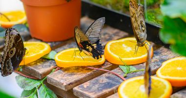 City Park Mall Constanța revine cu două expoziții spectaculoase: fluturi tropicali și reptile exotice - 5