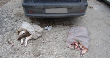Stire din Eveniment : Transporturi ilegale de pește, descoperite de polițiștii Gărzii de Coastă