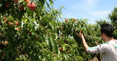 Stire din Economie : Stațiunea Pomicolă Valu lui Traian prezintă rezultatele pe 2013