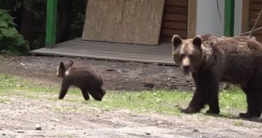 Stire din Economie : Statul va plăti despăgubiri pentru daunele provocate de animalele sălbatice