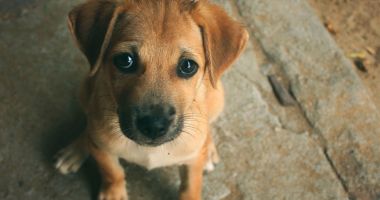 Stire din Social : Campanie de sterilizare gratuită a câinilor și pisicilor de rasă comună din municipiul Constanța