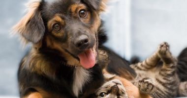 Stire din Social : O nouă sterilizare gratuită a animalelor de rasă comună