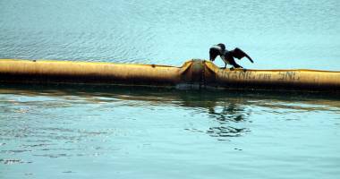 Stire din Social : Ce strategii au autoritățile pentru Marea Neagră și Delta Dunării