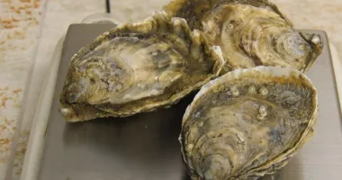 Stire din Social : Stridia japoneză, noua delicatesă din Marea Neagră, aclimatizată cu succes