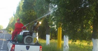 Stire din Social : Primăria Constanța stropește spațiile cu verzi cu substanțe împotriva insectelor periculoase