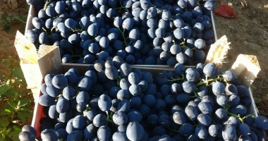 Stire din Economie : Centru transfrontalier de oenologie și viticultură, din 2015