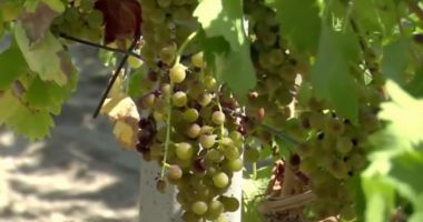 Seceta a făcut strugurii mai dulci. Anul acesta vinul va fi mai puţin, dar mai bun