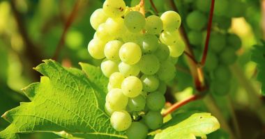 Strugurii, fructele-vedetă ale toamnei cu beneficii surprinzătoare pentru sănătate