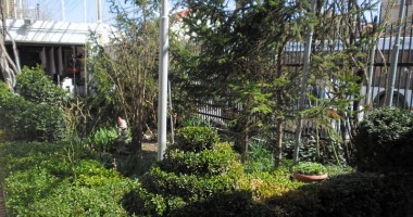 Vezi aici care sunt cele mai frumoase grădini ale Constanței | GALERIE FOTO - 8