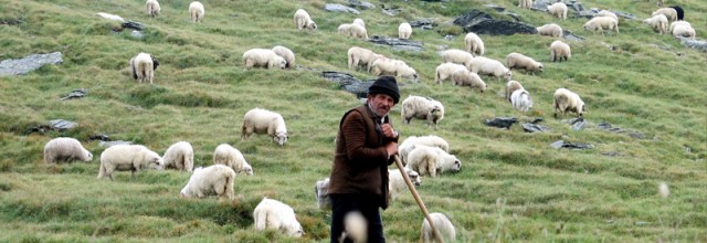 Stire din Fun : Student în drumeție pe munte, în vizită la stână