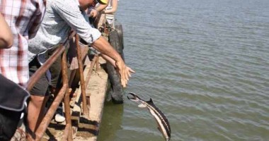 Stire din Social : Tulcea / Peste 1.000 de sturioni au fost eliberați în Dunăre