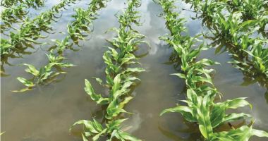 Stire din Economie : Suprafaţa agricolă afectată de fenomenele meteorologice extreme se actualizează zilnic