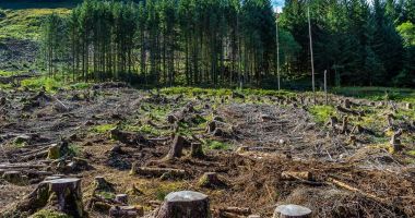Stire din Social : Suprafața de păduri regenerată este în scădere