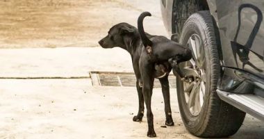 Stire din Social : Mizerie și gălăgie, în cartierul Inel II. "După maidanezi cine face curățenie?"
